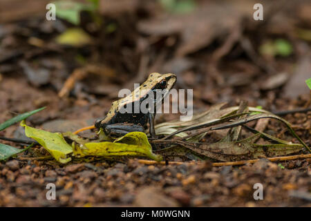 Der bicolored Frosch in den Kaffeeständen von Madikeri. Diese Frösche sind in Indien endemisch. Stockfoto