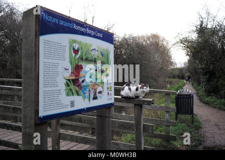 Eine weiße Katze sitzt auf die Handgriffe und Schutzeinrichtungen eine hölzerne Brücke in Romsey canal Hampshire. Stockfoto