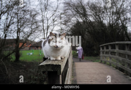 Eine weiße Katze sitzt auf die Handgriffe und Schutzeinrichtungen eine hölzerne Brücke in Romsey canal Hampshire. Stockfoto