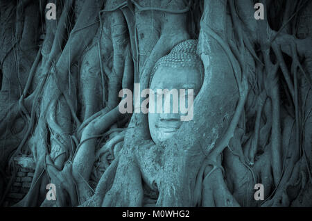 Leiter der Sand Stein Buddha in einem Baum im Wat Mahathat, Ayutthaya, Thailand, öffentlichen Tempel Stockfoto