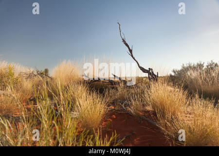 Gras in den roten Staub der australischen Outback Stockfoto