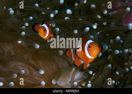 Anemonenfische (Amphiprion ocellaris). Panglao Island, Philippinen Stockfoto