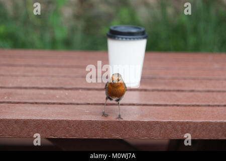 Robin Vogel in der Nähe von einem weißen Tasse zum Mitnehmen auf einem Tisch Stockfoto