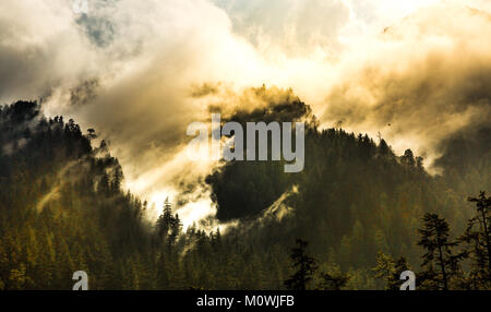 Dichte Wolken bewegen sich durch den Wald bei Sonnenaufgang inmitten von hohen Nadelbäumen in Kasol, Himachal Pradesh, Indien. Stockfoto