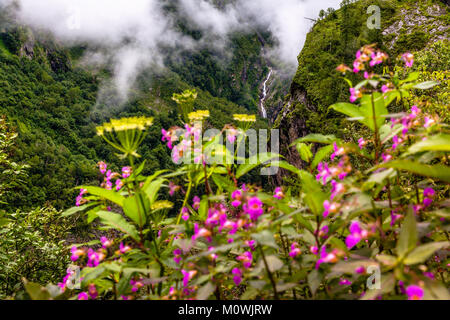 Schöne Trek in Uttarakhand namens Tal der Blumen im Himalaya, Nanda Devi Biosphäre National Park, tolle Landschaft, Berge, Hügel, nebelig, Stockfoto