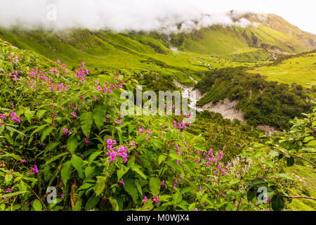 Schöne Trek in Uttarakhand namens Tal der Blumen im Himalaya, Nanda Devi Biosphäre National Park, tolle Landschaft, Berge, Hügel, Neblig Stockfoto