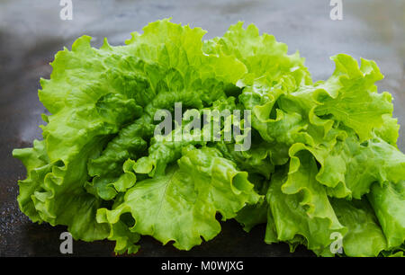 Salat grüne Blätter closeup auf einem dunklen verschwommenen Hintergrund Stockfoto