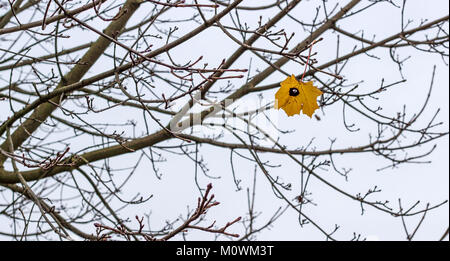Ahorn Baum im November mit einem letzten gelb Blatt Stockfoto