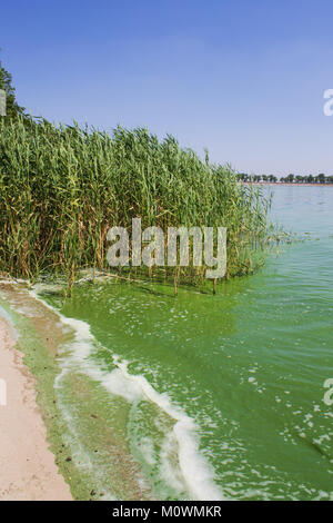 Wasserverschmutzung. Ökologie. Blühende Teich. Algenblüten, grünes Wasser auf dem See Stockfoto