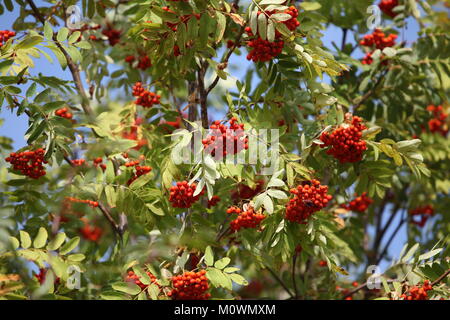 Die Trauben der roten Rowan wiegen sich im Wind vor blauem Himmel Stockfoto