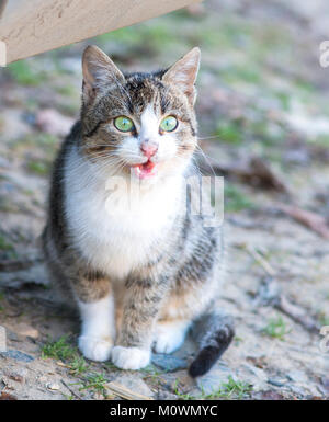 Katze auf der Straße mad Stockfoto