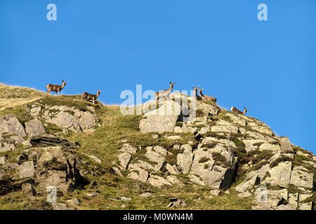 Herde wilder Rotwild (Cervus elaphus) auf die Skyline von Hart-Felsen hoch über Boredale, Martindale Gemeinsame, Lake District, Cumbria, England, Großbritannien Stockfoto