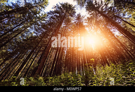 Sonnigen Wald Hintergrund Stockfoto