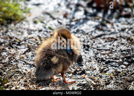 Eine flauschige Mallard Entlein in Braun- und Goldtönen gehalten auf einer schlammigen Bank im Frühjahr, mit dappled Sonnenlicht. Stockfoto