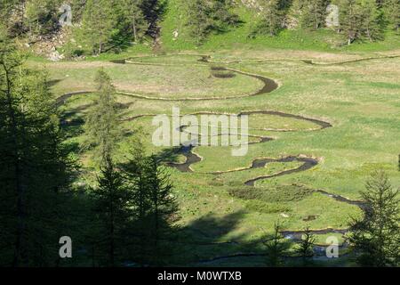 Frankreich, Alpes de Haute Provence, Nationalpark Mercantour, Haut Verdon, Hochebene von Laus, Wiederaufleben der Serpentine Stockfoto