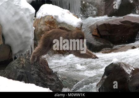 Japan, Springen der Fluss (Macaca fuscata), Japanisch macaque oder Schnee japanische Monkey Stockfoto