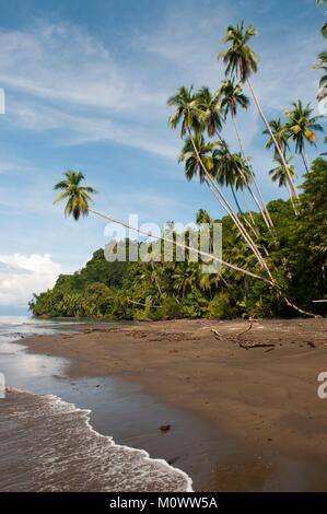 Costa Rica, Puntarenas Provinz, Halbinsel Osa, Piedras Blancas Nationalpark, Osa Wildlife Sanctuary Stockfoto