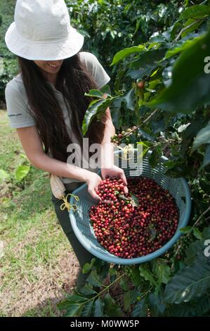 Costa Rica, Alajuela Provinz Alajuela, Doka Kaffeeplantage, Kommissionierung Stockfoto