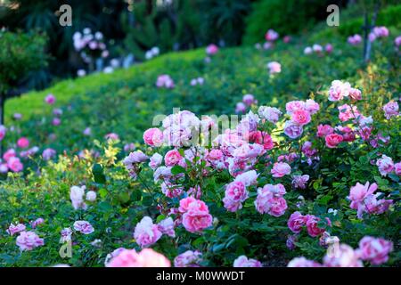 Frankreich, Alpes Maritimes, Saint Jean Cap Ferrat Villa Ephrussi de Rothschild, rose garden Stockfoto