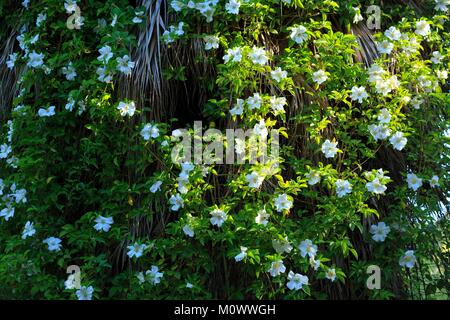 Frankreich, Alpes Maritimes, Antibes, den Botanischen Garten der Villa Thuret, beschriftet mit hervorragenden Garten und Bemerkenswerte Baum Stockfoto