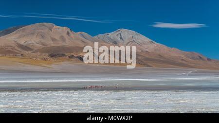 Argentinische, Provinz Catamarca, Puna Wüste, El Penon, James Flamingo (Phoenicoparrus jamesi) in Laguna Grande auf der Strecke nach volcan Galan Stockfoto