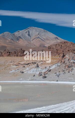 Argentinische, Provinz Catamarca, Puna Wüste, El Penon, James Flamingo (Phoenicoparrus jamesi) in Laguna Grande auf der Strecke nach volcan Galan Stockfoto