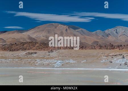 Argentinische, Provinz Catamarca, Puna Wüste, El Penon, James Flamingo (Phoenicoparrus jamesi) in Laguna Grande auf der Strecke nach volcan Galan Stockfoto