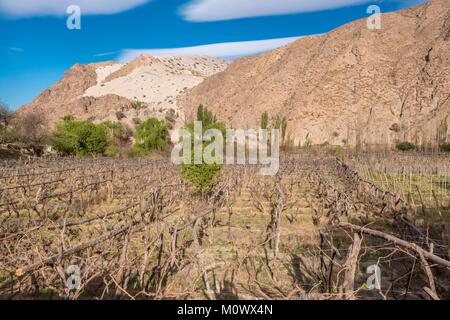 Argentinische, Provinz Catamarca, Taton Oase in der Nähe von Fiambala Stockfoto