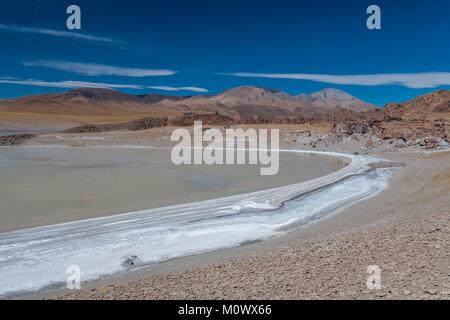 Argentinische, Provinz Catamarca, Puna Wüste, El Penon, James Flamingo (Phoenicoparrus jamesi) in Laguna Grande auf der Strecke nach volcan Galan Stockfoto