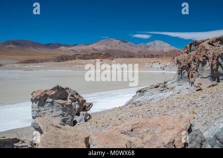 Argentinische, Provinz Catamarca, Puna Wüste, El Penon, James Flamingo (Phoenicoparrus jamesi) in Laguna Grande auf der Strecke nach volcan Galan Stockfoto