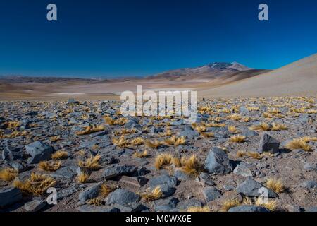 Argentinische, Provinz Catamarca, Puna Wüste, El Penon, Laguna Blanca UNESCO-Biosphärenreservat Stockfoto