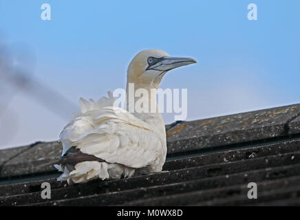 Northern Gannet (Morus bassanus) Erwachsenen ruht auf haus dach Eccles-on-Sea, Norfolk, UK November Stockfoto