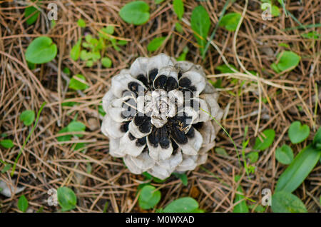 Kegel von Pinie, Pinus Pinea auf Waldboden, Muttern, piñon, pignoli, Spanien. Stockfoto