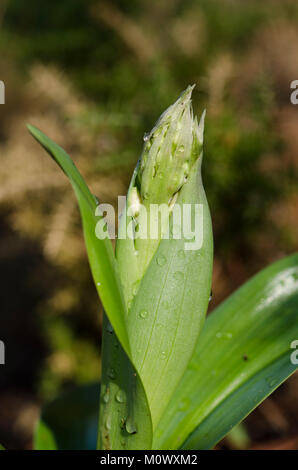 Riesige Orchidee, Barlia robertiana, Himantoglossum robertianum, gerade beginnen zu blühen, Knospe, Andalusien, Südspanien Stockfoto