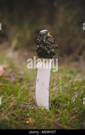 Gemeinsame Exemplar des Gemeinen Stinkmorchels, (Phallus impudicus) im Feld, Spanien. Stockfoto