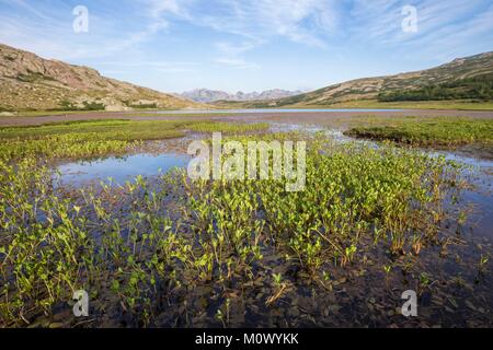 Frankreich, Haute-Corse, Bühne auf dem GR 20 zwischen der Zuflucht von Manganu und den Kragen von Verghio oder Castellu di Vergio, den See Nino (1760 m) und seinem POZZINES (oder Moor), Wasser Pflanzen potamots, deren Blätter, die auf der Oberfläche des Wassers und menyanthes in Stengel außerhalb des Wassers erhöht Schwimmer Stockfoto