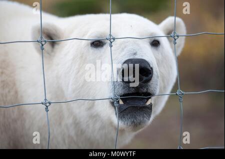 Kanada, Manitoba, Provinz, die Hudson Bay, Nanuk Polar Bear Lodge, Eisbär (Ursus maritimus) Roaming hinter einem Zaun Stockfoto