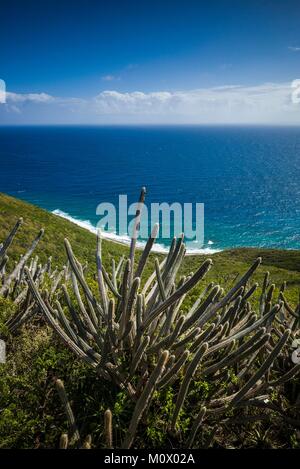 Britische Jungferninseln, Virgin Gorda, Soldier Bay, Erhöhte Ansicht der Soldat Bucht mit Cactus Stockfoto