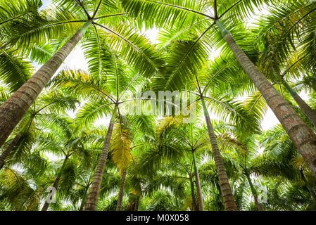 St. Kitts und Nevis, St. Kitts, Molineux, Palm Tree Stockfoto