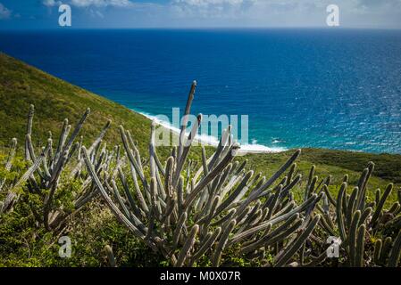 Britische Jungferninseln, Virgin Gorda, Soldier Bay, Erhöhte Ansicht der Soldat Bucht mit Cactus Stockfoto