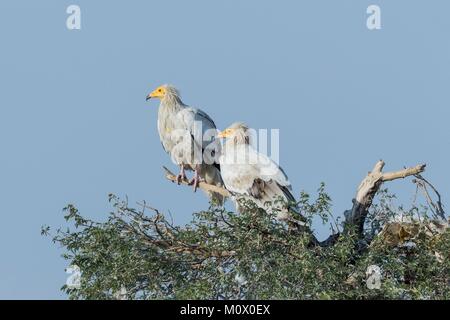 Indien, Rajasthan, Bikaner, Schmutzgeier (Neophron percnopterus), auch genannt die Weißen scavenger Geier oder des Pharao Huhn, zwei Erwachsene gehockt Stockfoto