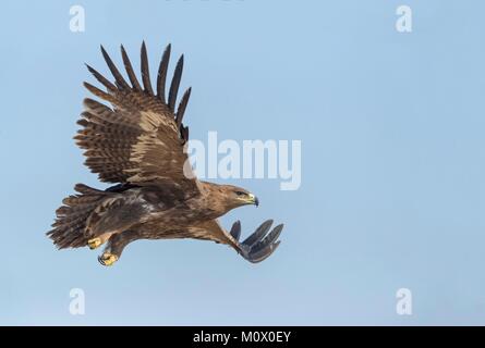 Indien, Rajasthan, Bikaner, Steppe Eagle (Aquila nipalensis), im Flug Stockfoto