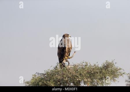 Indien, Rajasthan, Bikaner, Steppe Eagle (Aquila nipalensis), auf einem Baum gehockt Stockfoto