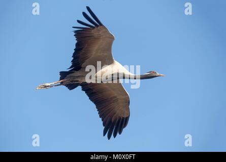 Indien, Rajasthan, Wüste Thar, Kichan, Dorf der Marwari Jain communuty, haben Fütterung jeden Winter seit 1970 Demoiselle Kraniche (Grus vi. Stockfoto