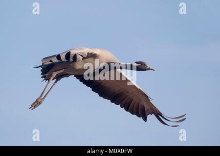 Indien, Rajasthan, Wüste Thar, Kichan, Dorf der Marwari Jain communuty, haben Fütterung jeden Winter seit 1970 Demoiselle Kraniche (Grus vi. Stockfoto