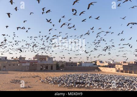 Indien, Rajasthan, Wüste Thar, Kichan, Dorf der Marwari Jain communuty, haben Fütterung jeden Winter seit 1970 Demoiselle Kraniche (Grus vi. Stockfoto