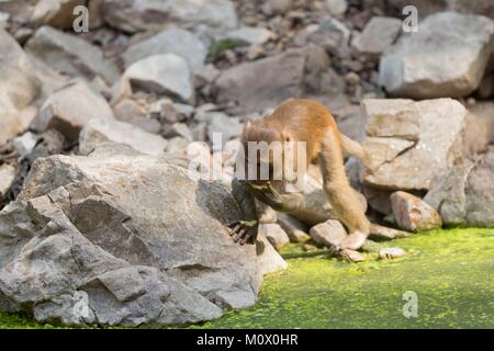 Indien, Rajasthan Ranthambore Nationalpark, Rhesus macaque oder Rhesusaffen (Macaca mulatta) mulatta Stockfoto
