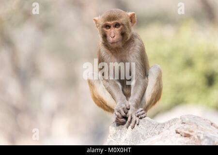 Indien, Rajasthan Ranthambore Nationalpark, Rhesus macaque oder Rhesusaffen (Macaca mulatta) mulatta, Junge Stockfoto