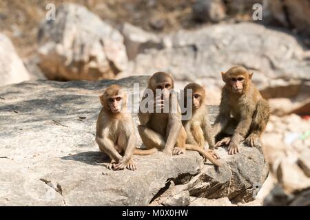 Indien, Rajasthan Ranthambore Nationalpark, Rhesus macaque oder Rhesusaffen (Macaca mulatta) mulatta, Gruppe Stockfoto