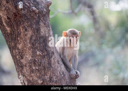 Indien, Rajasthan Ranthambore Nationalpark, Rhesus macaque oder Rhesusaffen (Macaca mulatta) mulatta, Junge Stockfoto